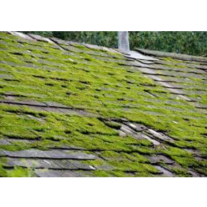 How Texas Weather Affects Your Roof Year-Round Seasonal Roof Maintenance: A Year-Round Guide. Metal vs Shingle Roofs: What’s Right for You? Roof in Asutin, Roofing in austin, Roofing repair, roof repair, roofing replacement, roofing services, metal roof, new roof, Which Type of Roof is Best for Austin Homes? Which Type of Roof is Best for Austin Homes? Hail Damage on Your Roof? Here’s What to Do Next. Roof repair, Roofing services, roof repair in austin, roofing replacement in austin, roofing in austin, new roof in austin , Roof repair The Roof Replacement Process: What Homeowners Should Know How to Choose a Trusted Roofing Contractor in Austin. How to Choose a Trusted Roofing Contractor in Austin. How to Choose a Trusted Roofing Contractor in Austin. How Texas Weather Affects Your Roof Year-Round. How Texas Weather Affects Your Roof Year-Round
Top 5 Signs Your Roof Needs Immediate Repair

Top 5 Signs Your Roof Needs Immediate Repair

